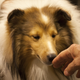 Image for article titled Elegant Updos and Classy Coats at the Westminster Dog Show